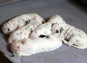 Wurftagebuch - Woche 2