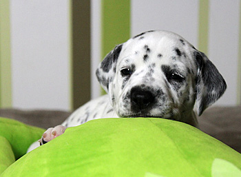 Wurftagebuch - Woche 3