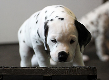 Wurftagebuch - Woche 5