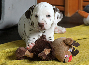 Wurftagebuch - Woche 6