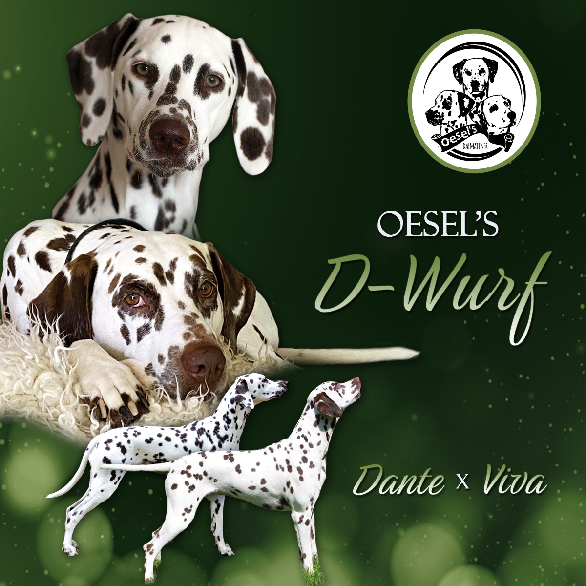 Wir erwarten unseren Oesel's D-Wurf