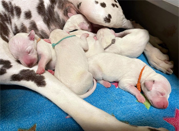 Oesel's D-Wurf - 1. Lebenswoche