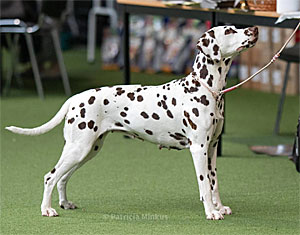 Veteranen-Champion Oesel's Bezaubernde Berta