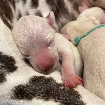 Unsere Oesel‘s D-chen sind gelandet!