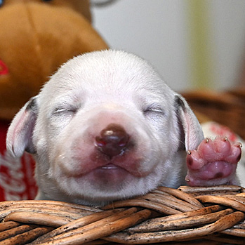 Zeit für eine Einzelvorstellung!