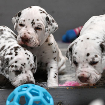 Nun sind wir schon 4 Wochen alt!