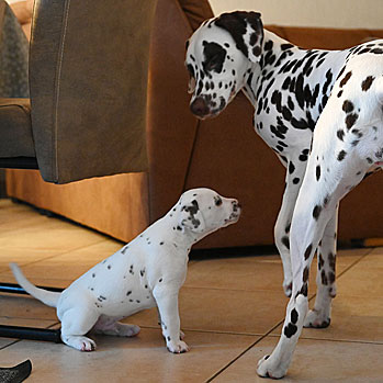 Jede Menge Action in der 5. Lebenswoche!