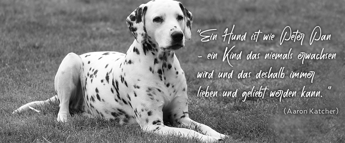 Ein Hund ist wie Peter Pan - ein Kind, das niemals erwachsen wird und das deshalb immer lieben und geliebt werden kann.