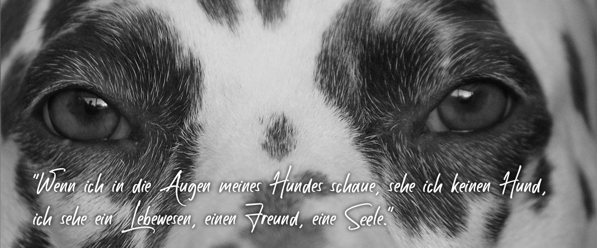 Wenn ich in die Augen meines Hundes schaue, sehe ich keinen Hund, ich sehe ein Lebewesen, einen Freund, eine Seele.